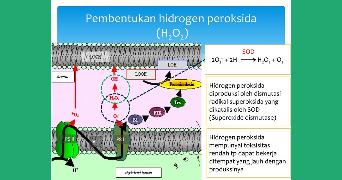 Peroksida Hidrogen: Mengungkap Tuntas Sejarah, Karakteristik Unik, Fungsi Vital, dan Berbagai Aplikasinya - PPT - STRES