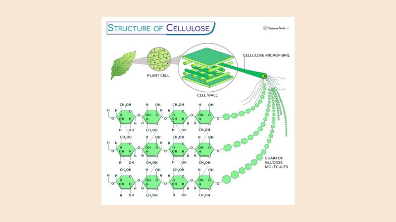 Polimer Paling Melimpah di Bumi 1