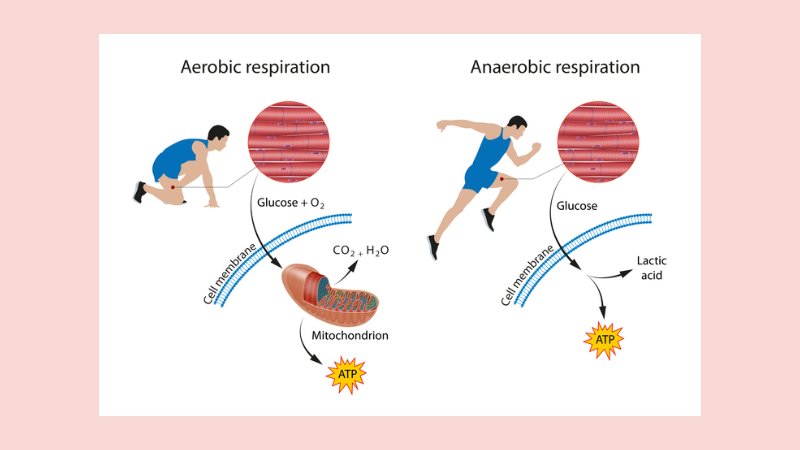 Penggunaan dalam Olahraga 2
