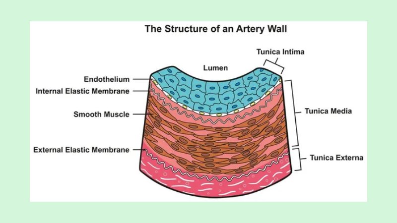 Manfaat Kardiovaskular 3