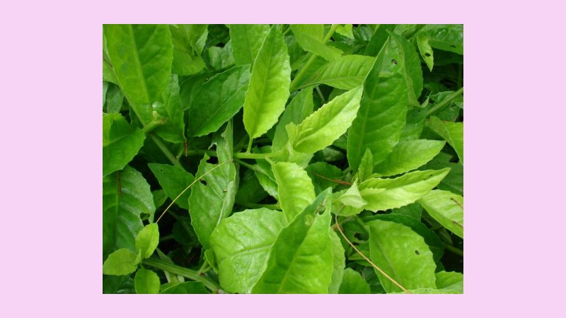 Sebaran Kandungan pada Tumbuhan 4