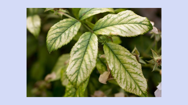 Manfaat Signifikan dalam Pertanian 2