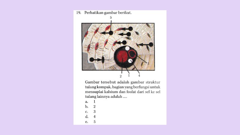 Peran Vital dalam Biologi Tubuh 1