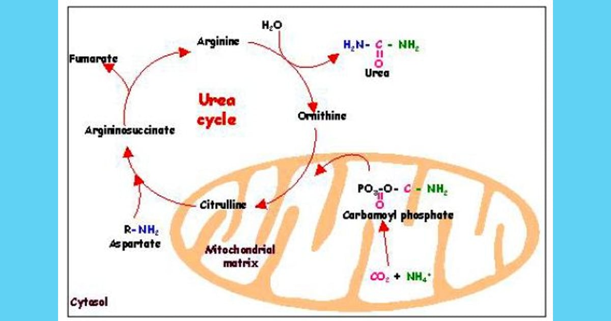 Urea: Mengungkap Kisah di Balik Senyawa Esensial – Sejarah, Sifat, dan Manfaatnya yang Revolusioner - Kisah Mengharukan Pembentukan